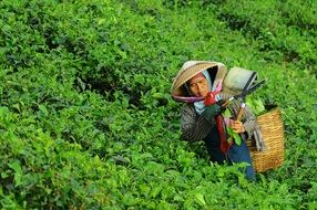 woman harvesting tea