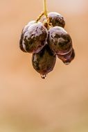 photo of a grapevine