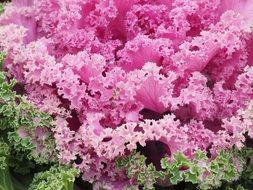 pink ornamental cabbage