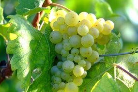 white grapes with green leaves on the vine