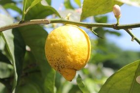 Yellow lemon hanging on a branch