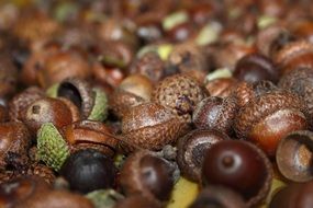 brown acorns close up