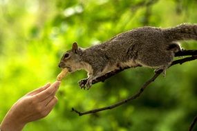 feeding squirrel by hand
