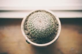 a small cactus stands on the windowsill