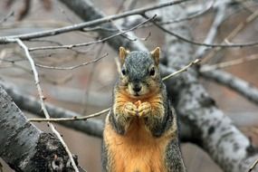 squirrel, rodent, wildlife, eating,animal,wild,nature