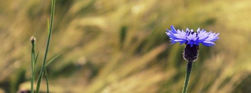 blue cornflower in the meadow