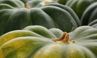 Closeup photo of the Green pumpkins