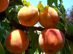 ripe peaches on a tree branch