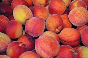 red peach fruit