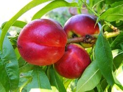 red peach