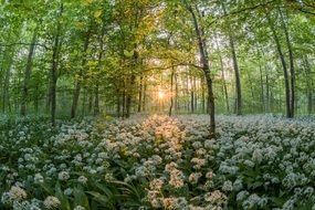 white flowers in a forest