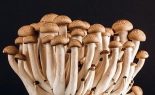 wood mushroom