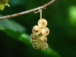 white currant on a branch