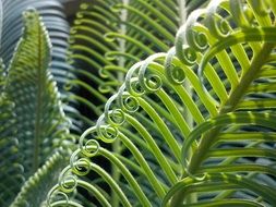 palma green leaves