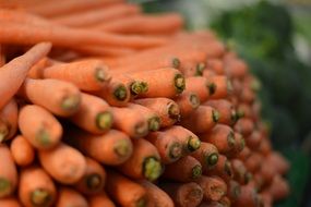 a lot of carrots for healthy nutrition