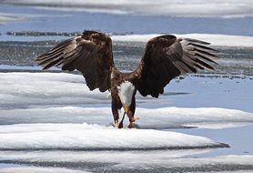 bald eagle in sea foam