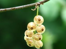 currant berries on a branch