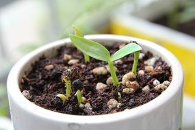 sprouted spinach in a white cup