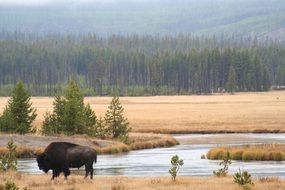 bison by the river