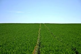 cereals field