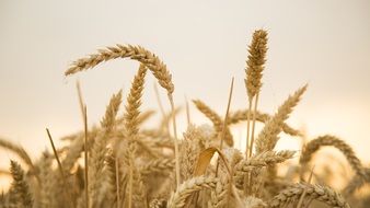 ears of wheat sunset