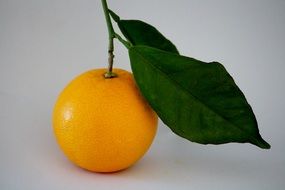 orange branch vitamin c fruit