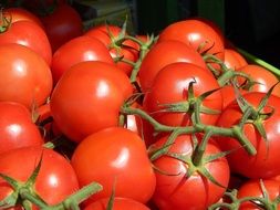 harvest of red tomatoes on a branch