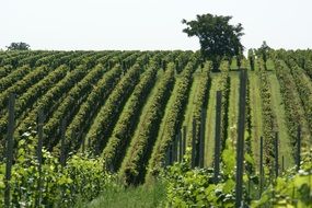 vineyard field with the trees