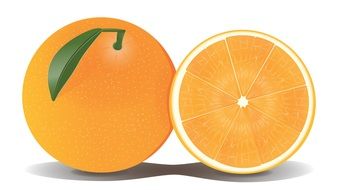 orange fruit citrus drawing