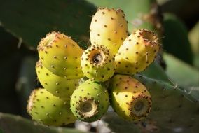 cactus figs fruit