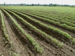 fields carrot food