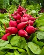 radish among the greens
