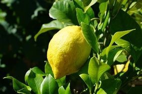 yellow lemon