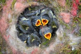 small chicks chicks in a bird`s nest