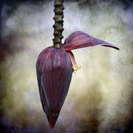 purple tropical banana flower