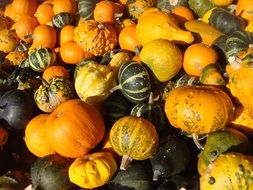 A lot of orange and green pumpkins