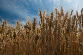 wheat ears in summer