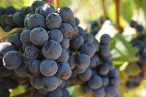 vine grapes closeup