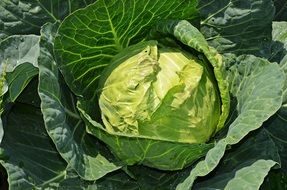Big Green cabbage
