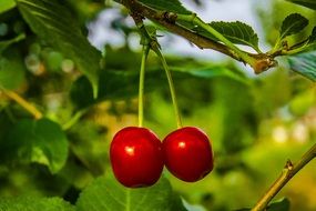 two cherries is hanging on a branch