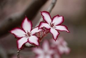 flower impala lily