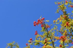 rowan sky berry red leaves branch plant summer