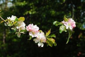 beautiful apple tree flowers in spring