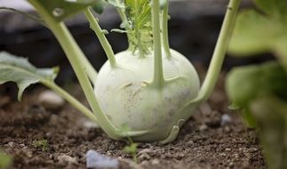 green kohlrabi vegetables