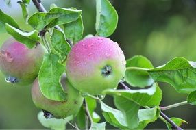 apple leaves fruit