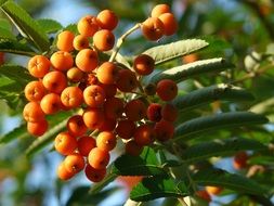 rowan berries on a branch with green leaves