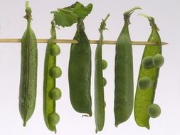 juicy and fresh peas