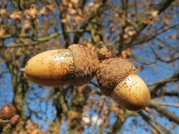 Macro photography of quercus robur