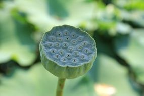 lotus seed