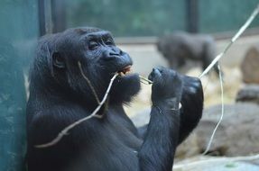 Cute black monkey in Artis zoo, Amsterdam, Netherlands